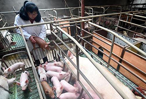 起重机市场激流勇进 中国品牌顺势崛起